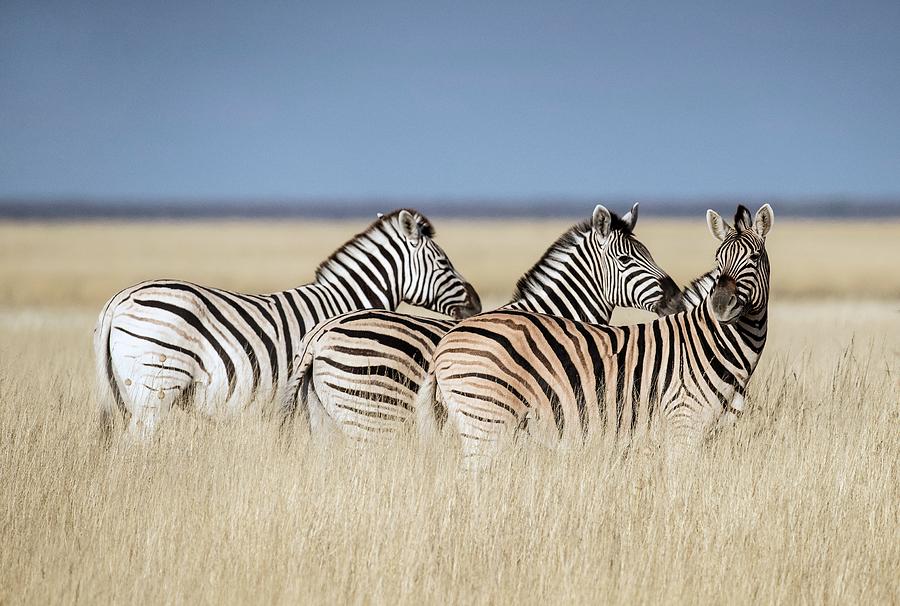 Zebras On A Plain In Etosha National Park Photograph by Tony Camacho/science Photo Library