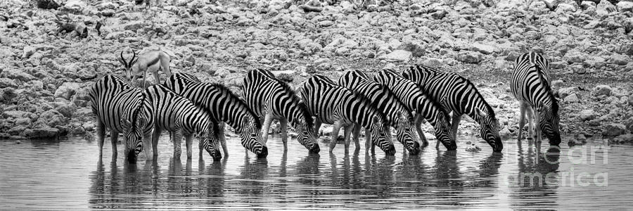 Zebras On A Waterhole Photograph