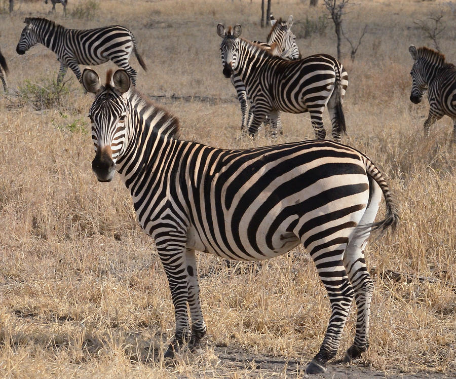 Zebras on Alert Masai Mara Photograph by Tom Wurl