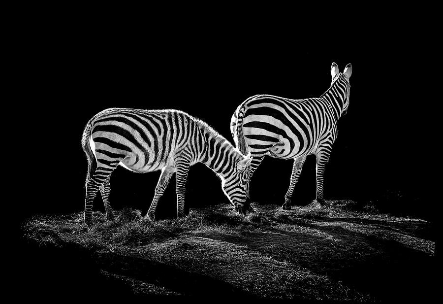 Wildlife Photograph - Zebras  by Paul Neville