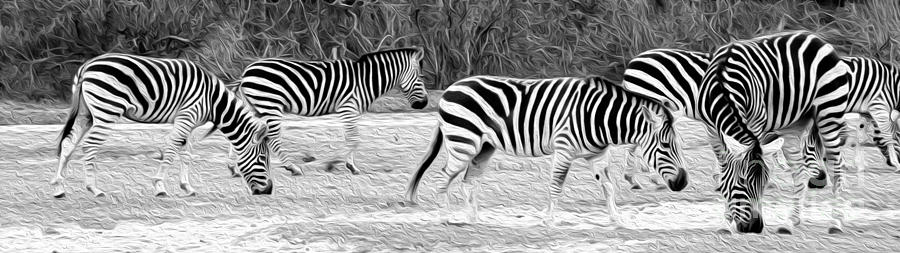 Zebras Photograph by Rebecca Cozart