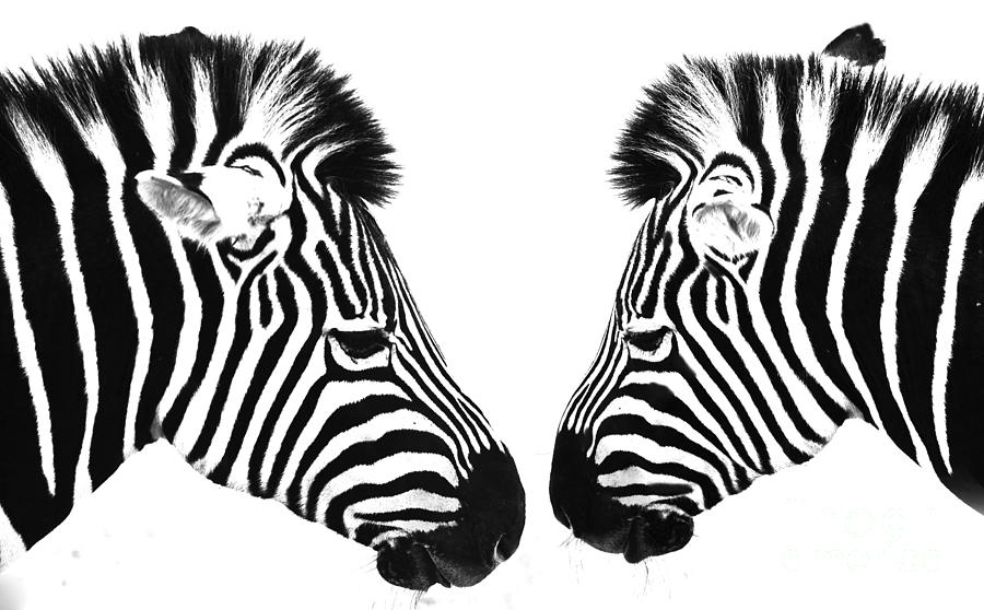 Zebra Photograph - Zebras by Sheila Smart Fine Art Photography