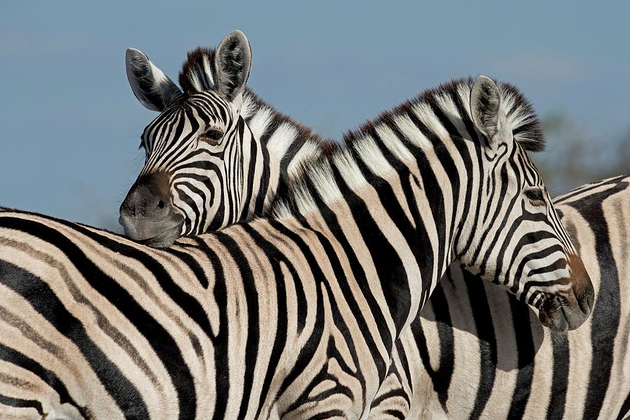 Zebras Socializing Photograph by Tony Camacho/science Photo Library