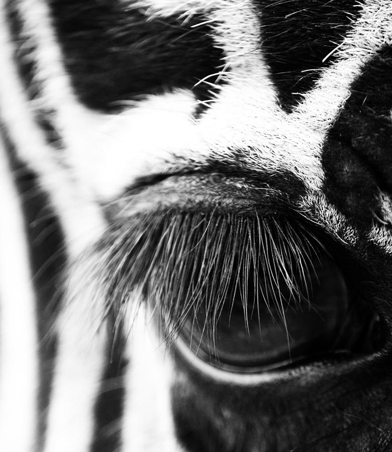 Zebras Window Photograph by J C