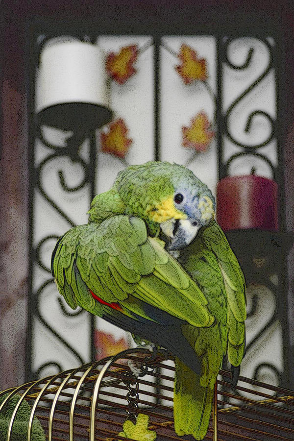 Parrot Photograph - Zeke by Richard Malin