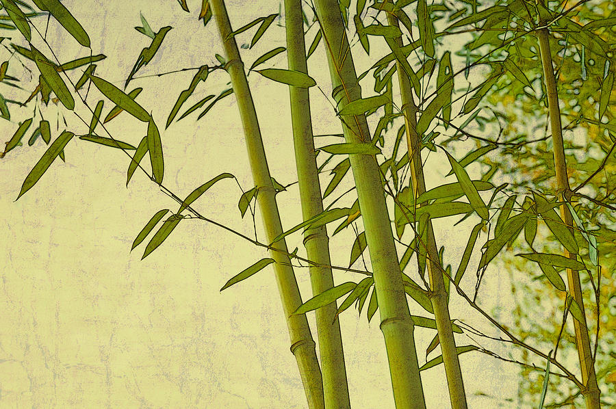 Zen bamboo forest landscape path wallpaper or mural