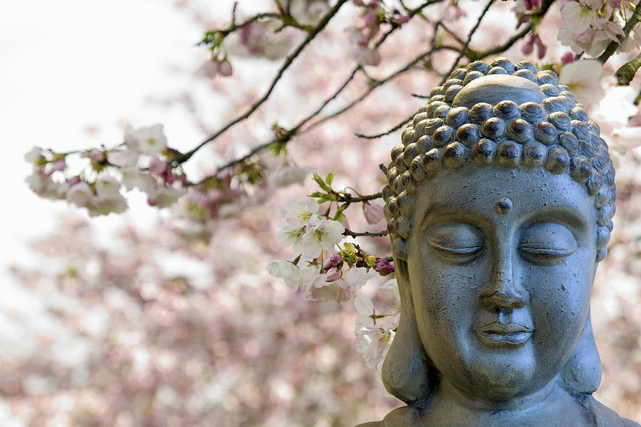 Zen Buddha Meditating Under Cherry Blossom Trees Photograph by David Gn