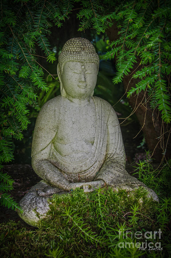 Zen Buddha Photograph by Pat Lucas