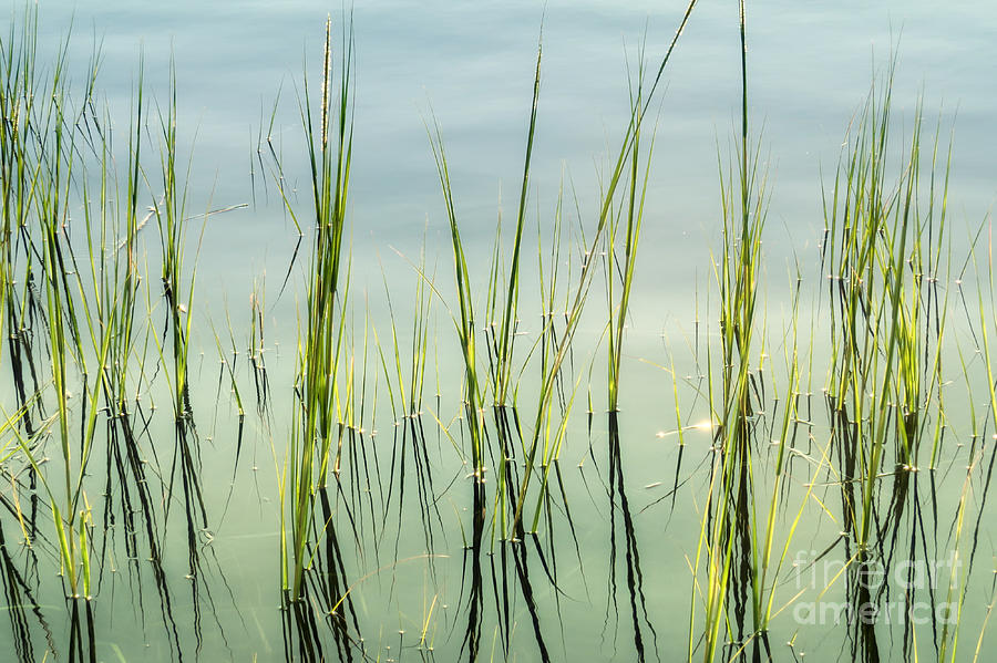Zen Grass reflections Photograph by Heidi Farmer
