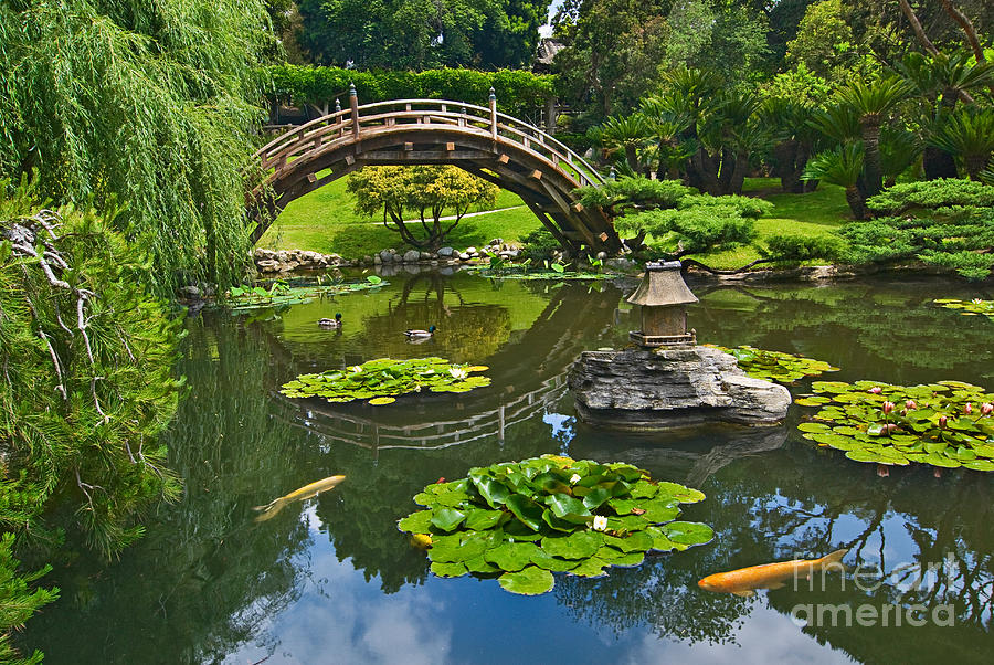 Zen - Japanese Garden With Moon Bridge And Lotus Pond With Koi Fish. Photograph