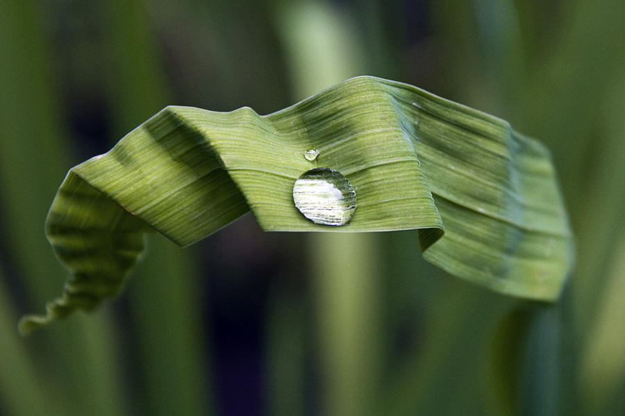 Zen Leaf 1332 Photograph by TahneeWesley Grant