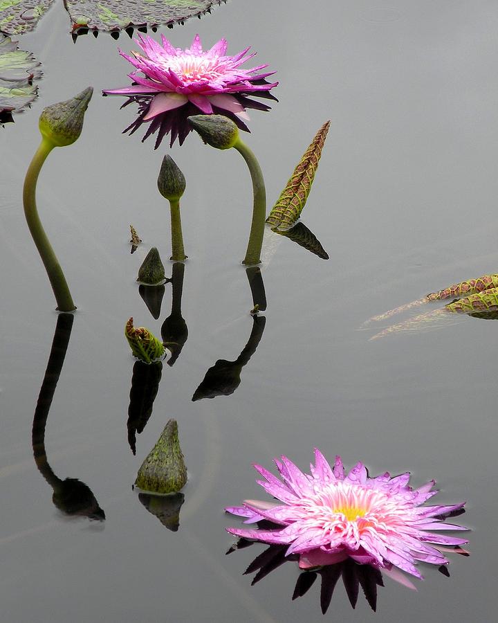Zen Lilies Photograph by Kim Bemis