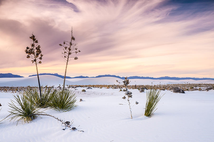 White Sands National Monument Photograph - Zen of Yuccas in White Sands by Ellie Teramoto