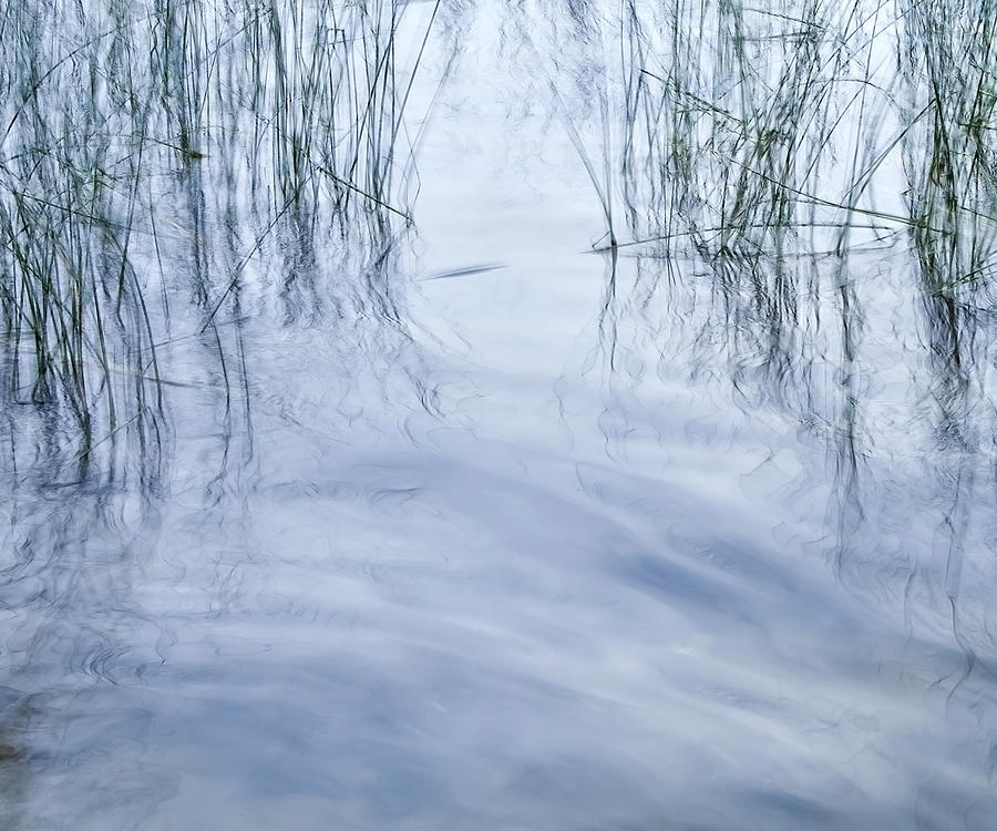 Zen Reeds Photograph by Theresa Tahara