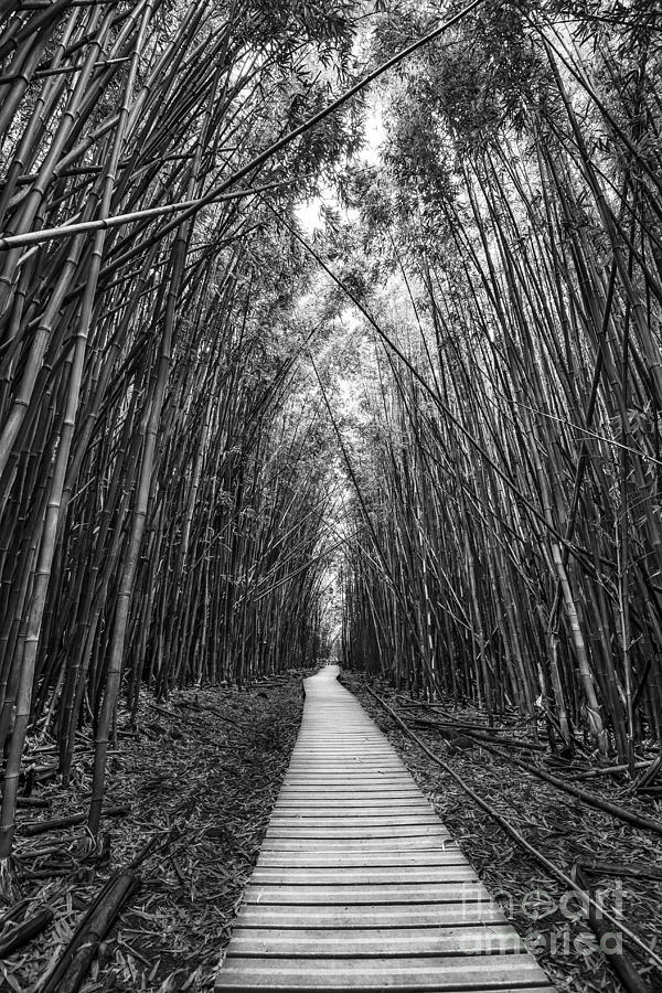 Haleakala National Park Photograph - Zen Walk by Jamie Pham