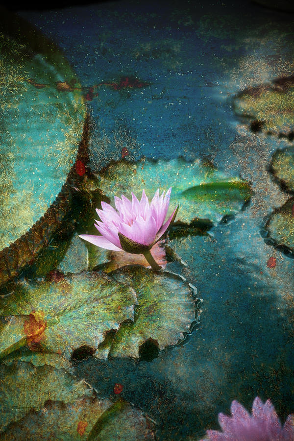 Zen Water Lily Photograph by John Rivera