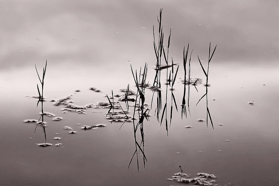 Zen Waters Photograph by Lorenzo Cassina