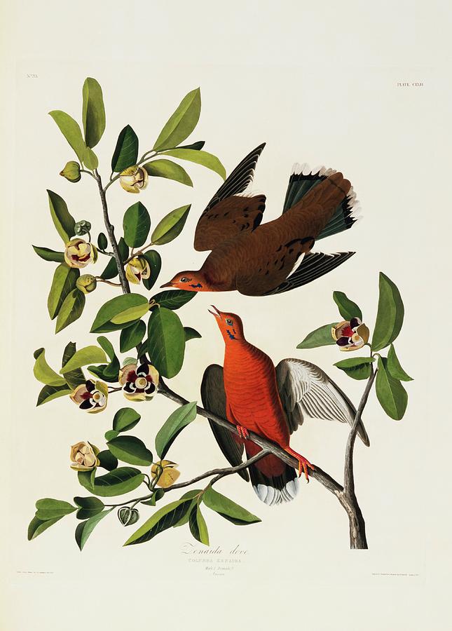 Zenaida Dove Photograph by Natural History Museum, London/science Photo Library