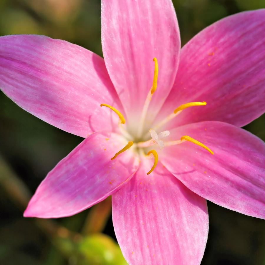 Rain Lily Photograph - Zephyr Lily by Katherine White