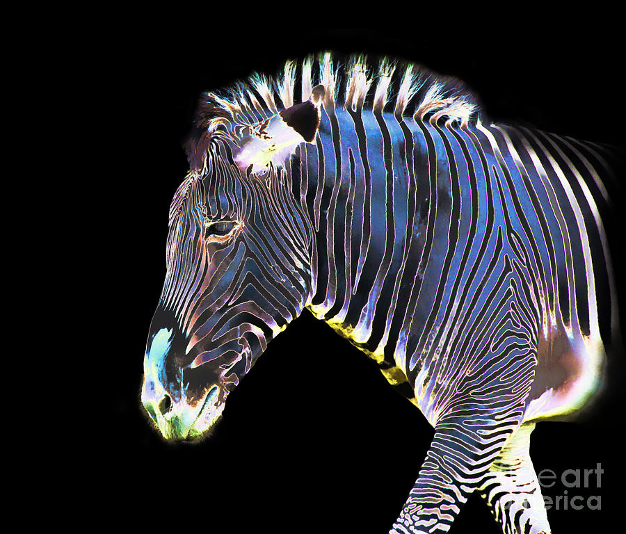 Zephyrus Zebra II Photograph by Sheila Laurens