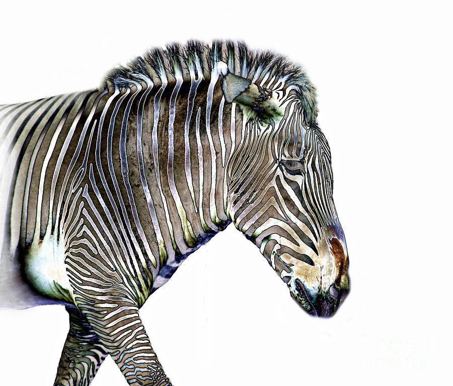 Zephyrus Zebra III Photograph by Sheila Laurens
