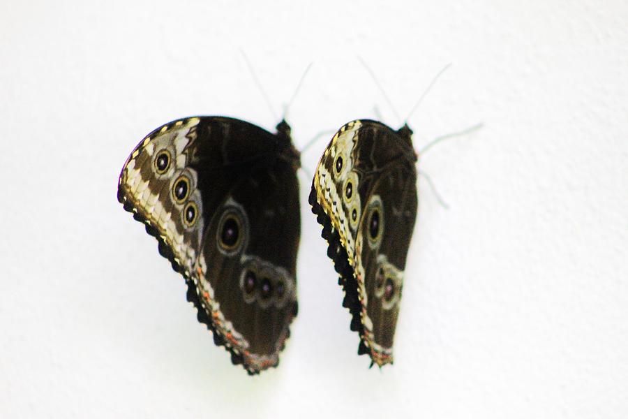 Butterfly Photograph - Zero Gravity by Iryna Goodall