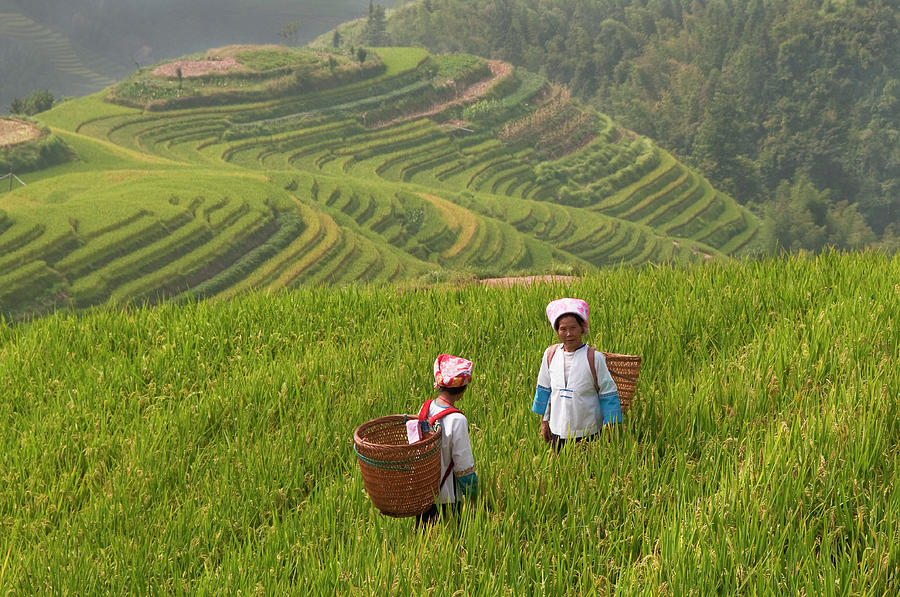 Zhuang Minority Women Walk Through Rice Photograph by Diana Mayfield Zhuang Minority Women Walk Through Rice Photograph by Diana Mayfield