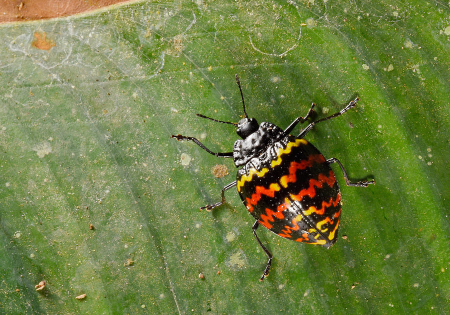 Zig Zag Beetle Photograph by Francesco Tomasinelli Fine Art America