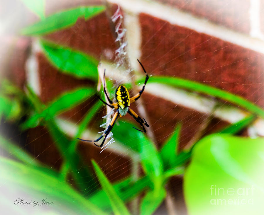 Spider Photograph - Ziggy by Jinx Farmer