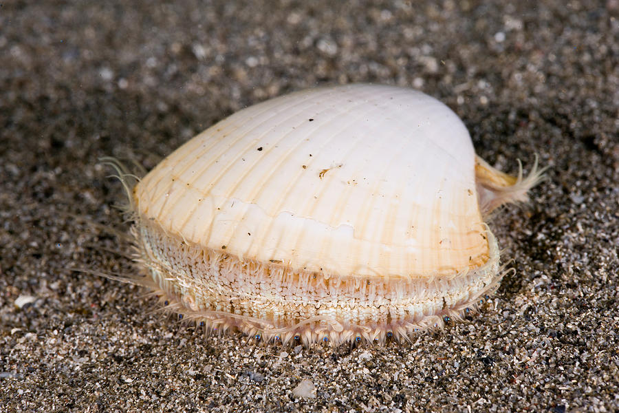 The Zigzag Scallop