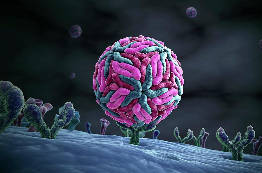 Zika Virus And Axl Receptor Photograph by Scientificanimations.com / Science Photo Library