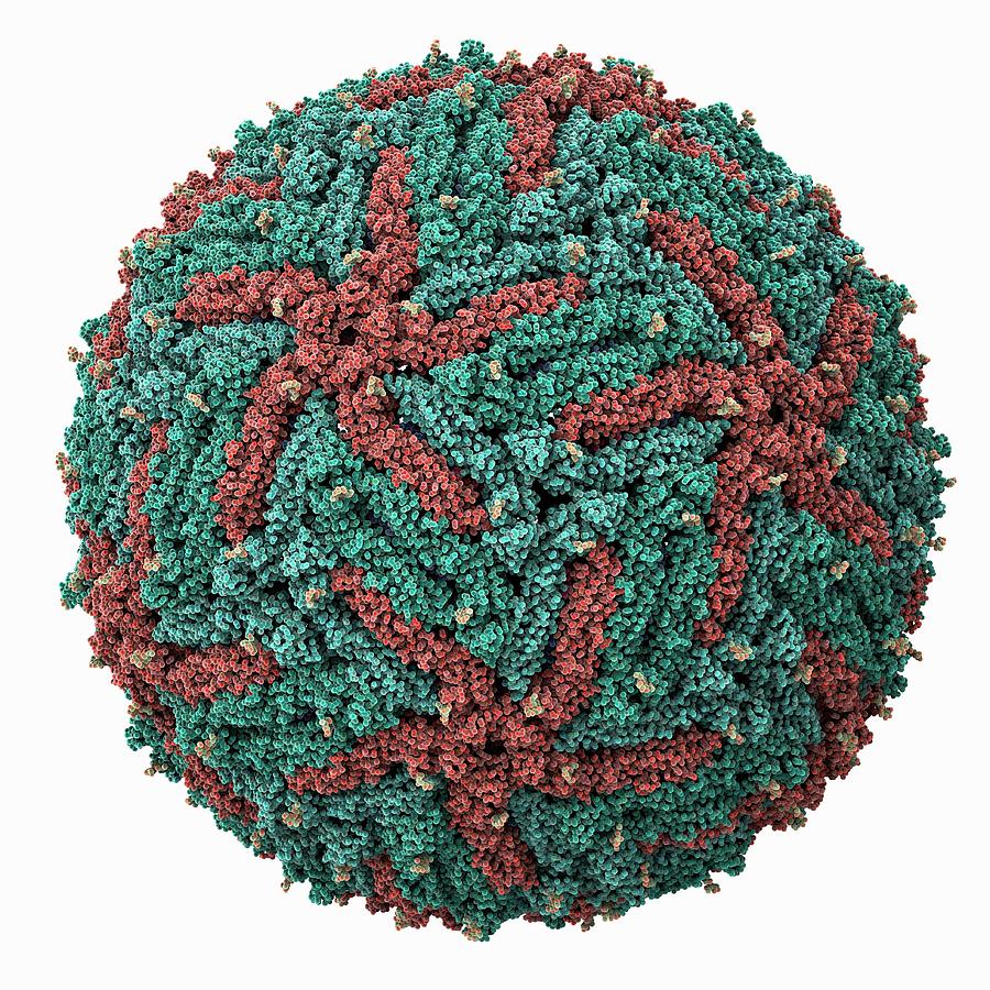 Zika Virus Capsid Photograph by Laguna Design/science Photo Library ...