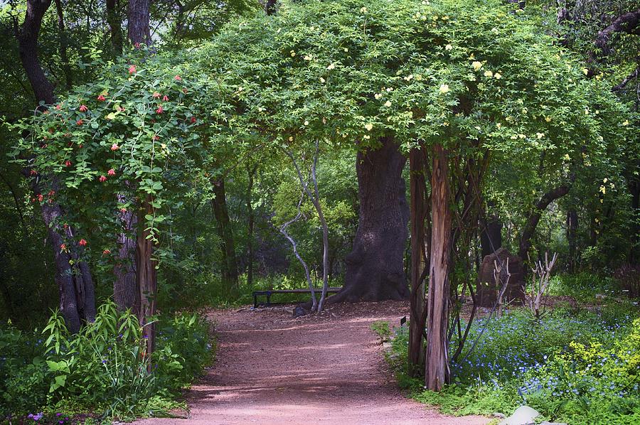 Zilker Botanical Tree Arbor Photograph by Kristina Deane