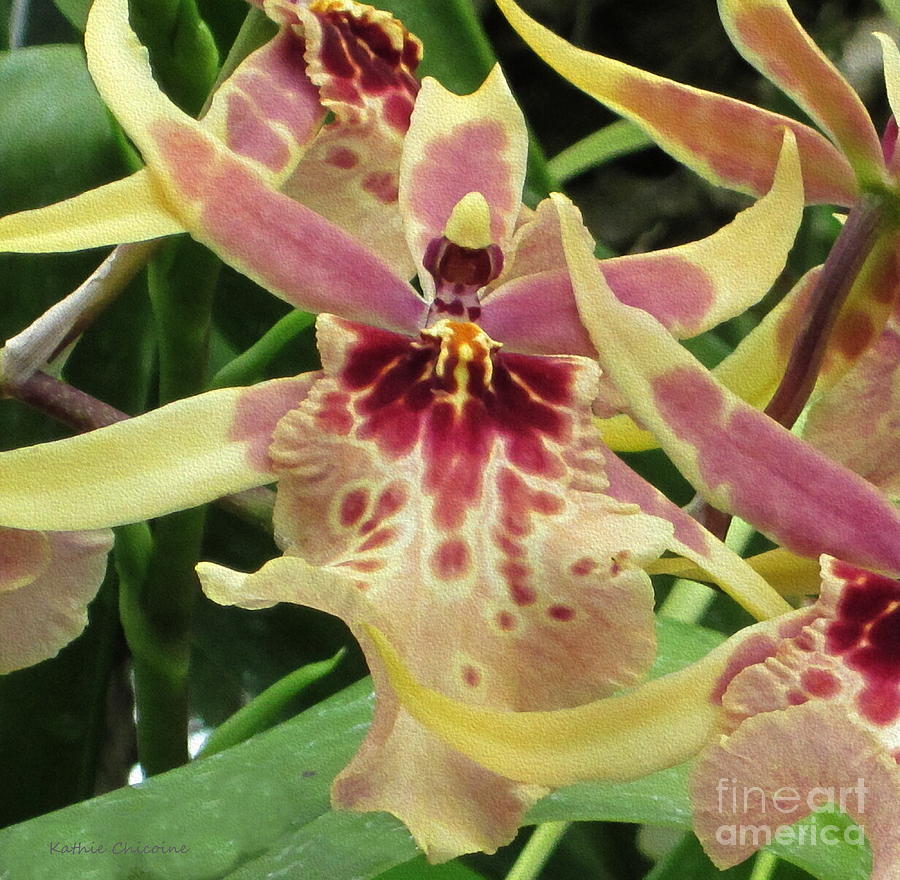Cymbidium Orchids Photograph by Kathie Chicoine