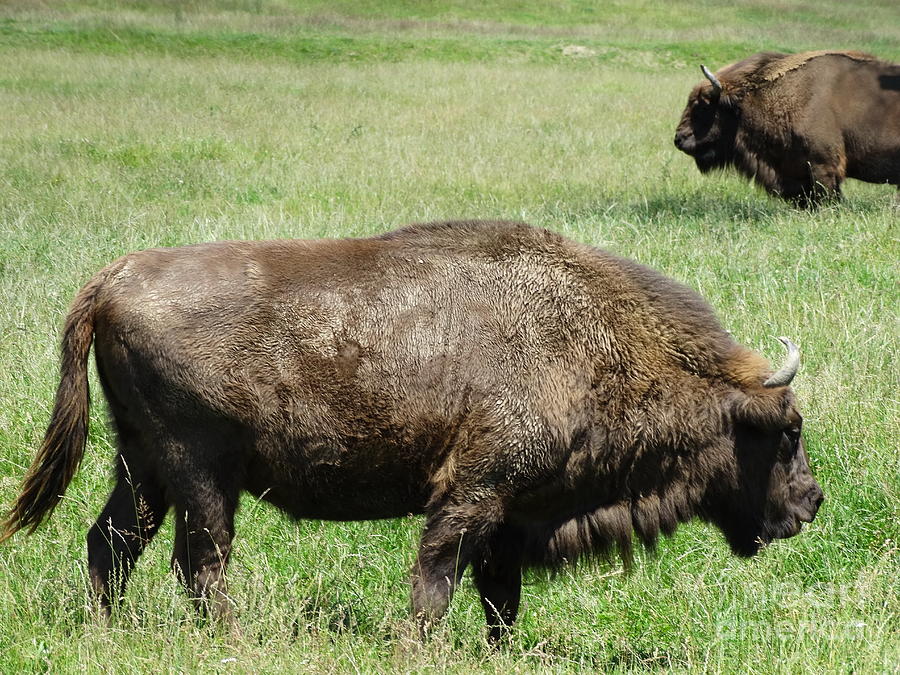 Bison Photograph - Zimbrul - Romanian Buffalo by Dan Marinescu