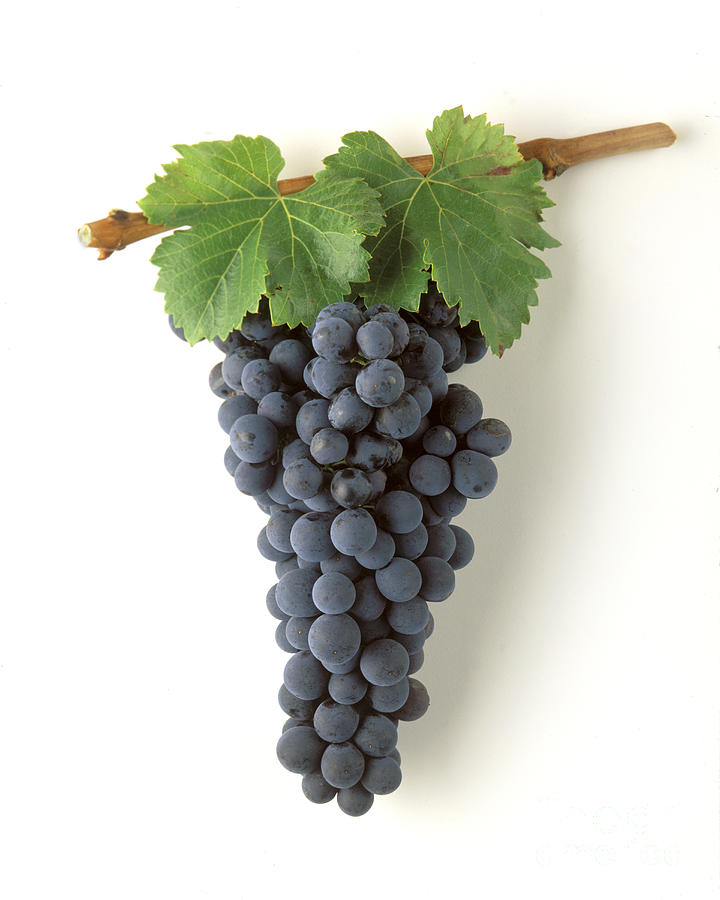Zinfandel Cluster on White Photograph by Craig Lovell