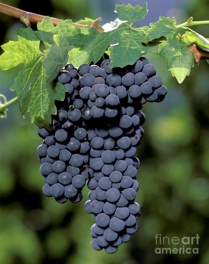 Zinfandel Wine Grape Clusters Photograph by Craig Lovell