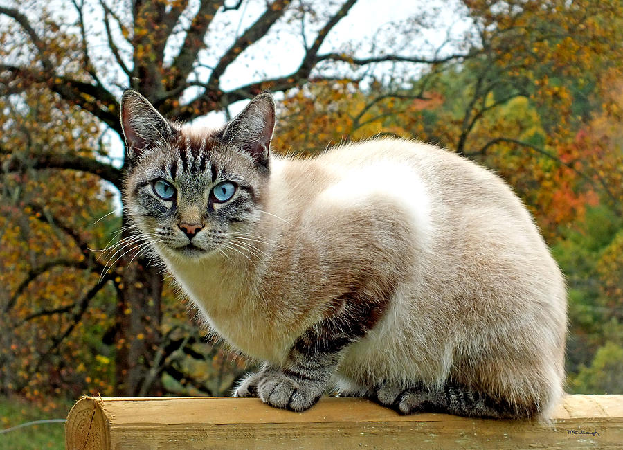 Zing the Cat in the Fall Photograph by Duane McCullough