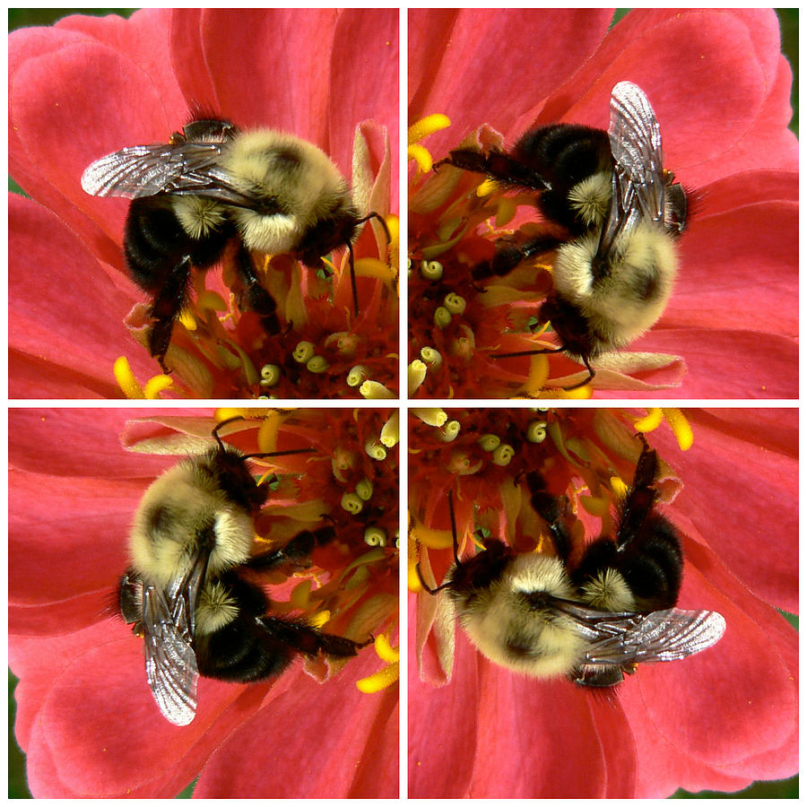 Zinnia and Bee Collage Photograph by Jean Wright