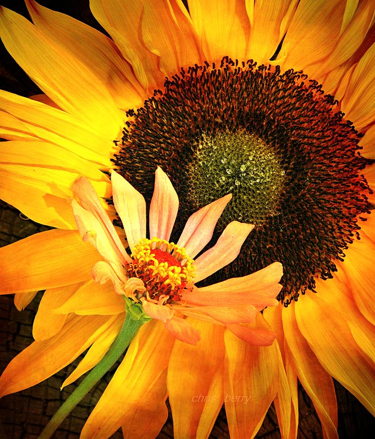 Zinnia and Sunflower Photograph by Chris Berry