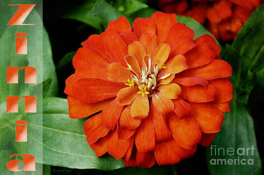 Zinnia Photograph by Andee Design