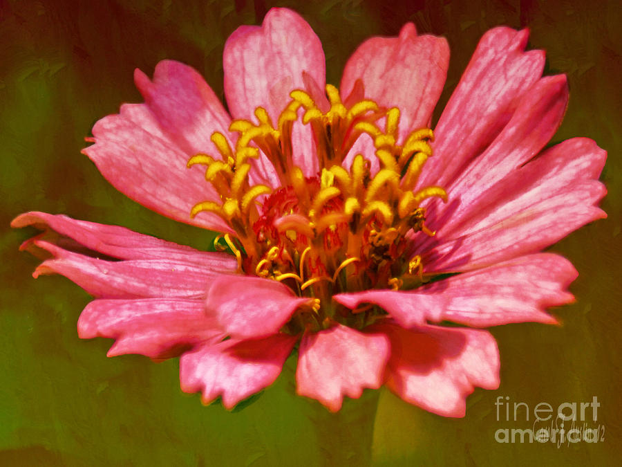 Zinnia Asteraceae Fine Art Photograph by Carol F Austin