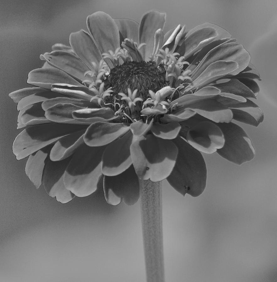 Zinnia Black White Photograph by Joan Han - Pixels