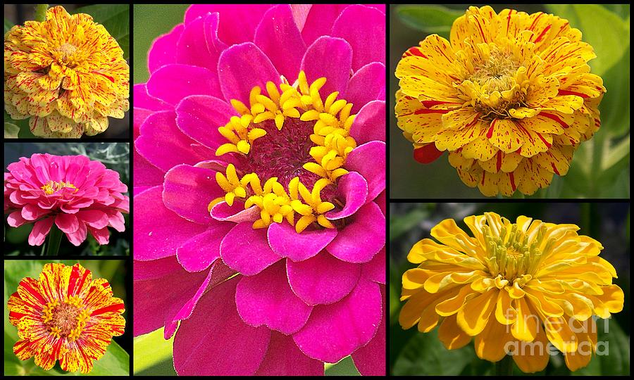 Zinnia Collage Photograph by Eunice Miller