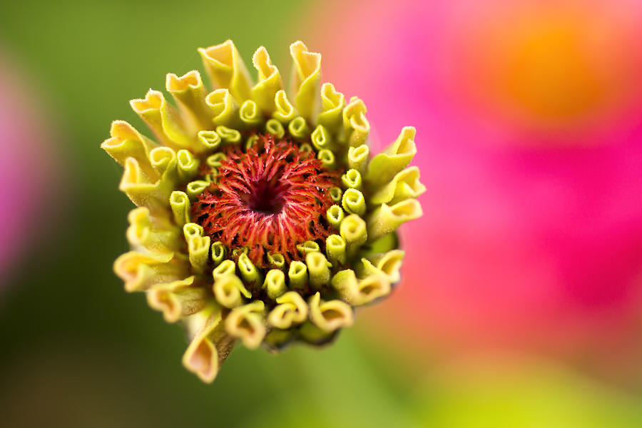 Zinnia flower bud Photograph by Marina Kojukhova