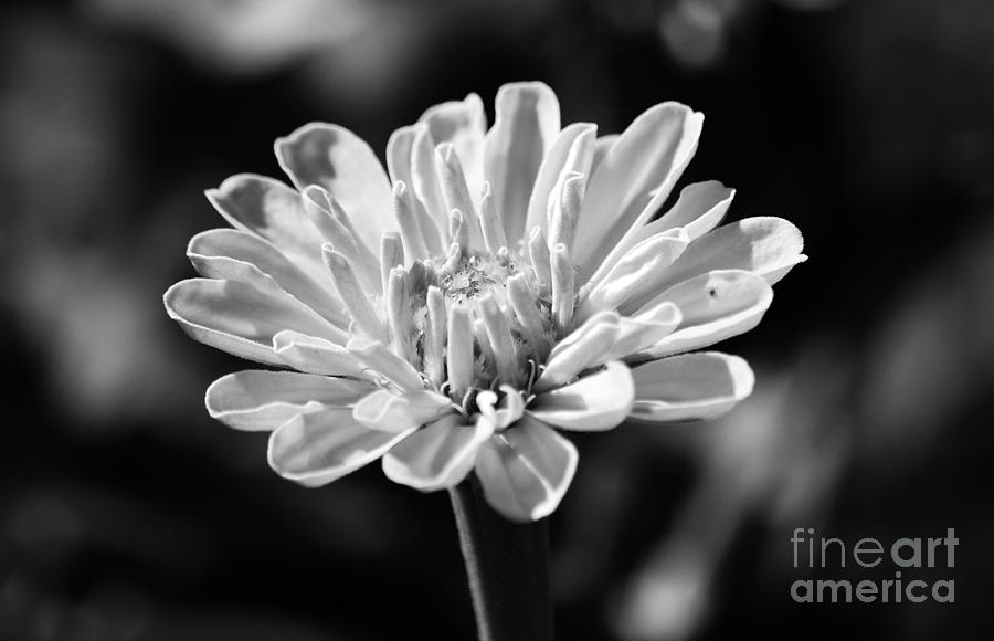 Zinnia Flower Floral Decor Macro Black and White Photograph by Shawn OBrien