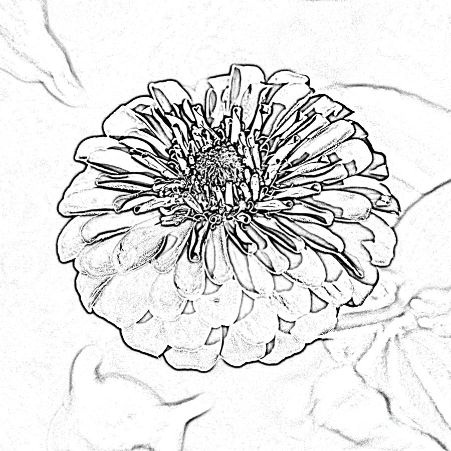 Flower Digital Art - Zinnia Flower Floral Decor Macro Closeup Square Format Black and White Sketch Digital Art by Shawn OBrien