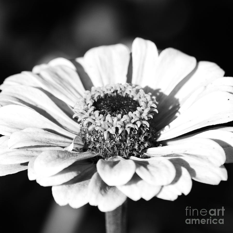Zinnia Flower Floral Decor Macro Sqaure Format Black and White Photograph by Shawn OBrien
