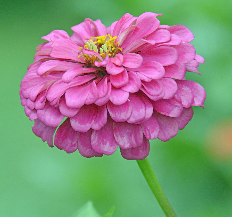 Zinnia Flower in Full Bloom Photograph by A Macarthur Gurmankin