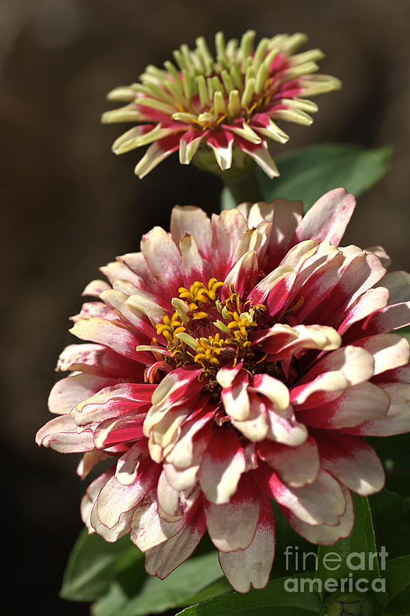 Nature Photograph - Zinnia Flower by Joy Watson